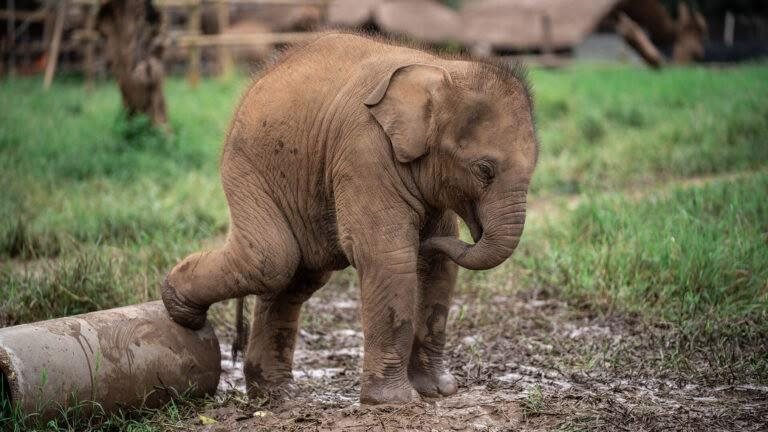 Baby elephant playing with a log