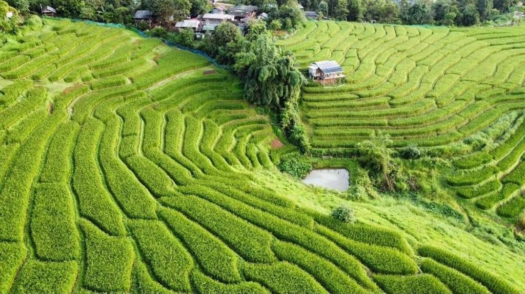 Curving green rice terraces